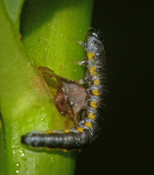 caterpillar-skagway-july-25