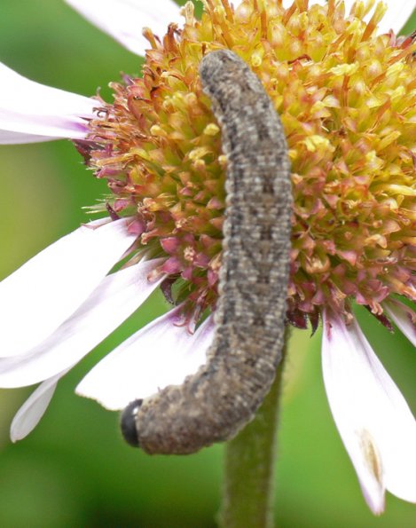 caterpillar-unknown-from-juneau