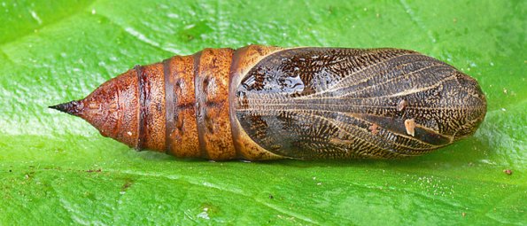 hornworm-chrysalis-hawk-moth-