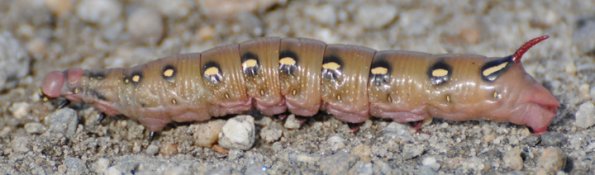 hornworm-moth-caterpillar-2-