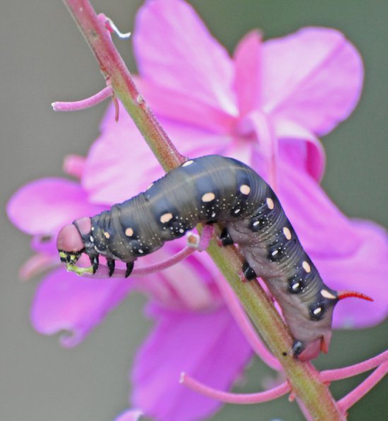 hornworm-moth-caterpiller-
