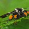 langton-forester-moth-female-front-view