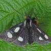 langton-forester-moth-female-top-view