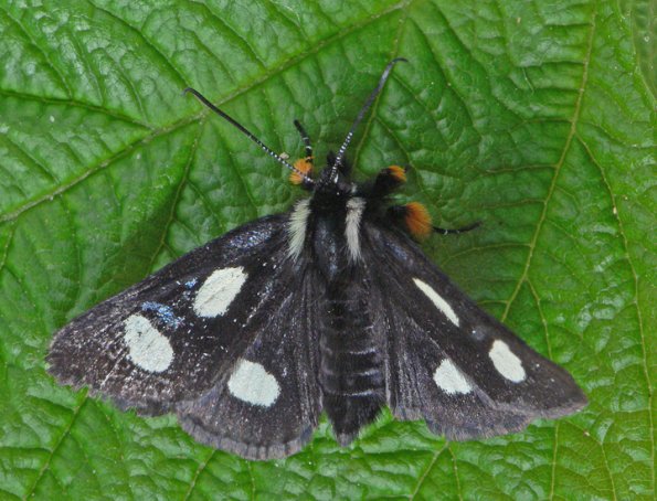 langton-forester-moth-female-top-view