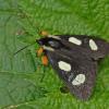 langton-forester-moth-female-wings-folded