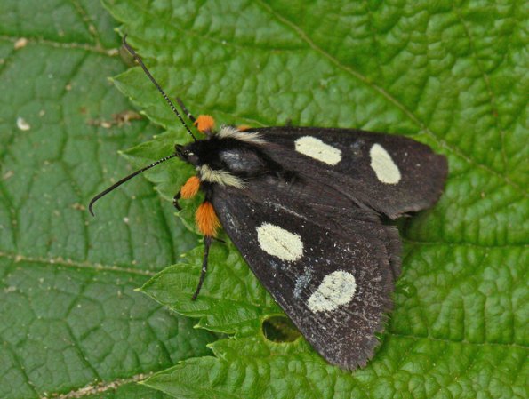 Langton Forester moth, female, wings folded