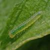 margined-white-caterpillar-2-days-old