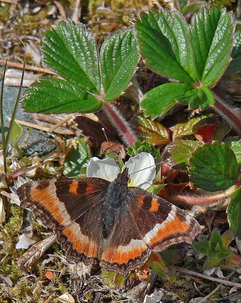 milbert-s-tortoiseshell-on-beach-strawberry