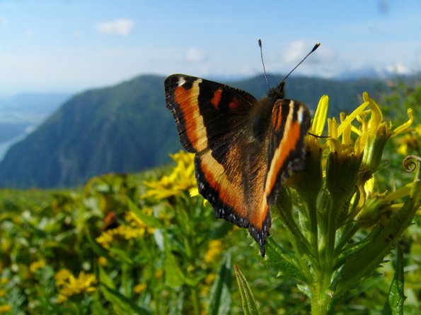 milberts-tortoishell-butterfly