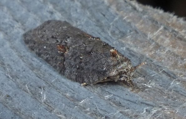 moth-1-on-bridge-railing