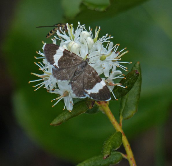 moth-and-hoverfly-on-labrador-tea