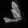 moth-in-flight-2-juneau
