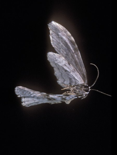 moth-in-flight-2-juneau