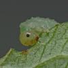 moth-larva-i-think-in-juneau