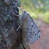 moth-sideview-skagway-july-25