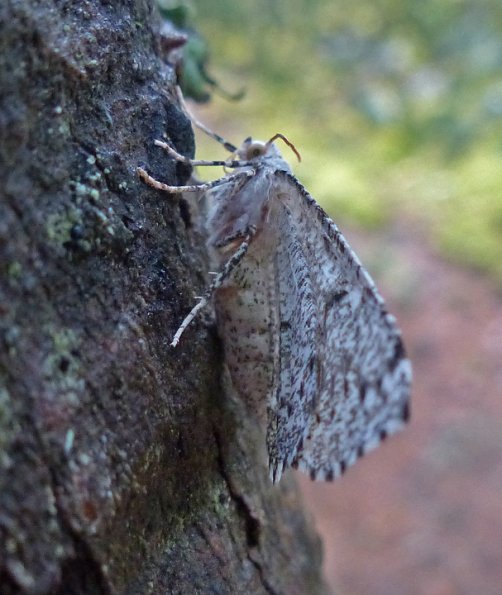 moth-sideview-skagway-july-25