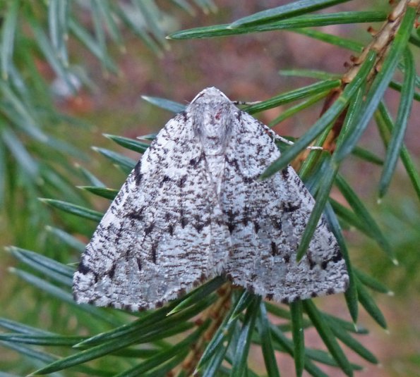moth-skagway-july-25