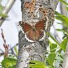 mourning-cloak-butterfly-at-willow-sap