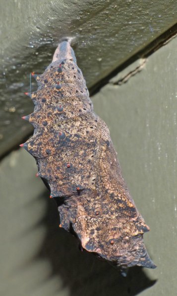 mourning-cloak-butterfly-pupa
