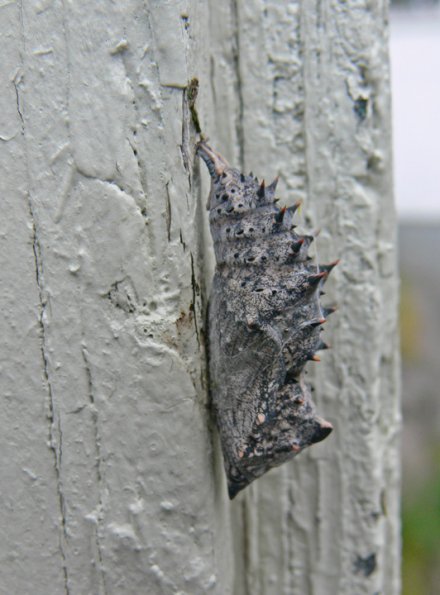 mourning-cloak-crysalis