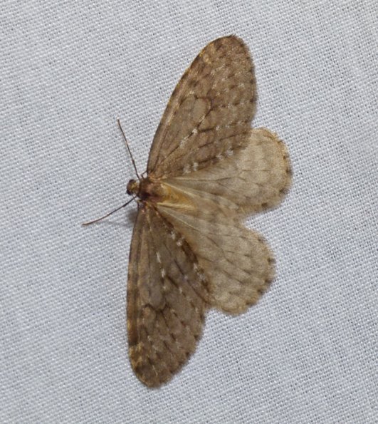 operophtera-bruceata