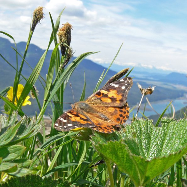 painted-lady-butterfly