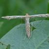 plume-moth-pterophoridae-alpine-juneau