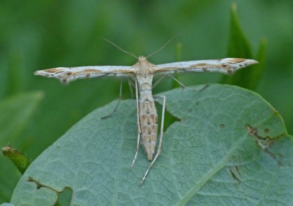 plume-moth-pterophoridae-alpine-juneau