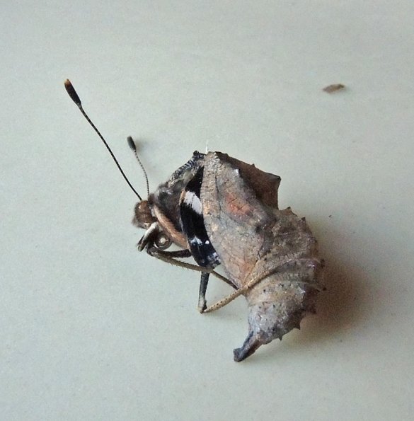 red-admiral-butterfly-emerging-from-chrysalis