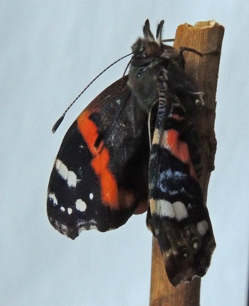 red-admiral-emerged-from-chrysalis