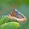 red-admirald-butterfly-alpine-juneau-6-19-13