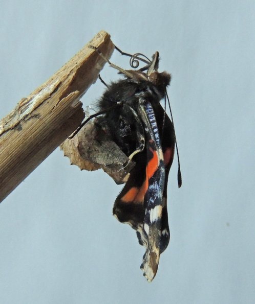 red-admirald-emerging-from-chrysalis