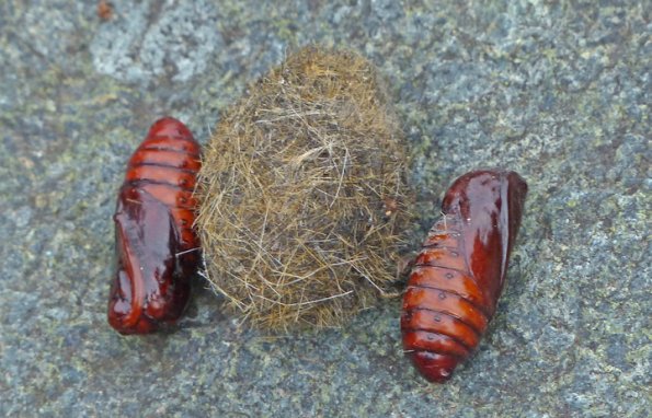 spotted-tussock-moth-cocoon-and-pupae