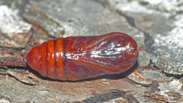 spotted-tussock-moth-pupa_1475003756