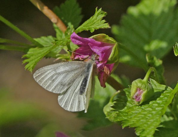 veined-white-butterfly-on-salmon-berry-blossom