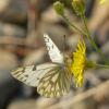 western-white-pontia-occidentalis-fairbanks-august
