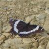 white-admiral-limenitis-arthemis-fairbanks