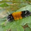 woolly-bear-caterpillar-on-alder-leaf