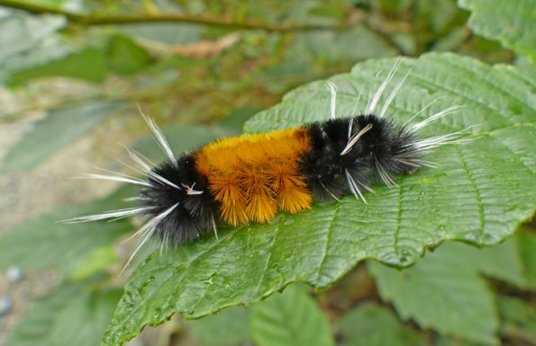 woolly-bear-caterpillar-on-alder-leaf