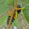 woolly-bear-caterpillar-underside