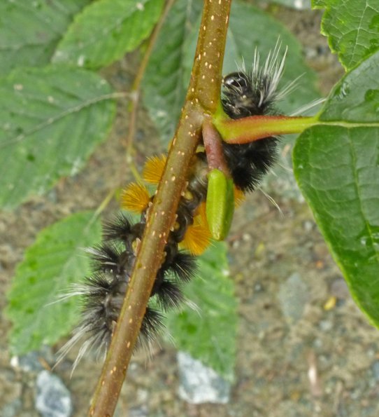 woolly-bear-caterpillar-underside