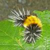 woolly-bear-caterpillar-with-face-showing