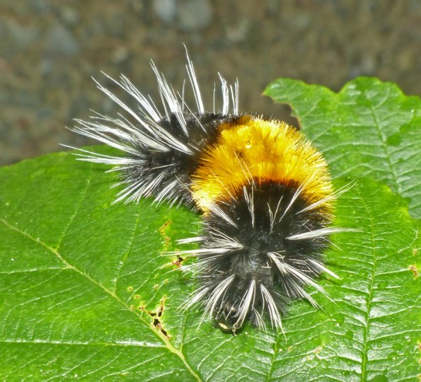 woolly-bear-caterpillar-with-face-showing
