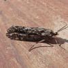 caddisfly-adult-from-bettles