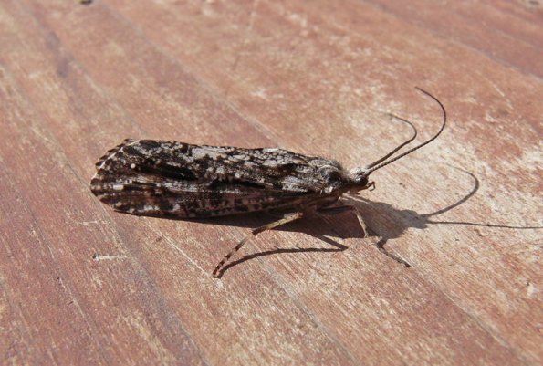 caddisfly-adult-from-bettles