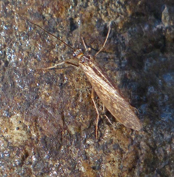 caddisfly-adult-mendenhall-river-april