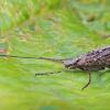 caddisfly-adult-nancy-street-wetland