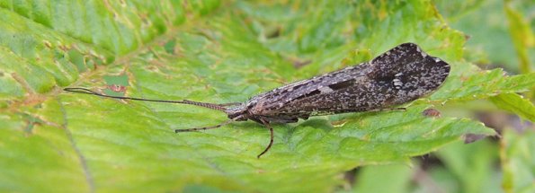caddisfly-adult-nancy-street-wetland