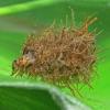 caddisfly-larva