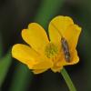 caddisfly-on-flower-at-1-000-mm